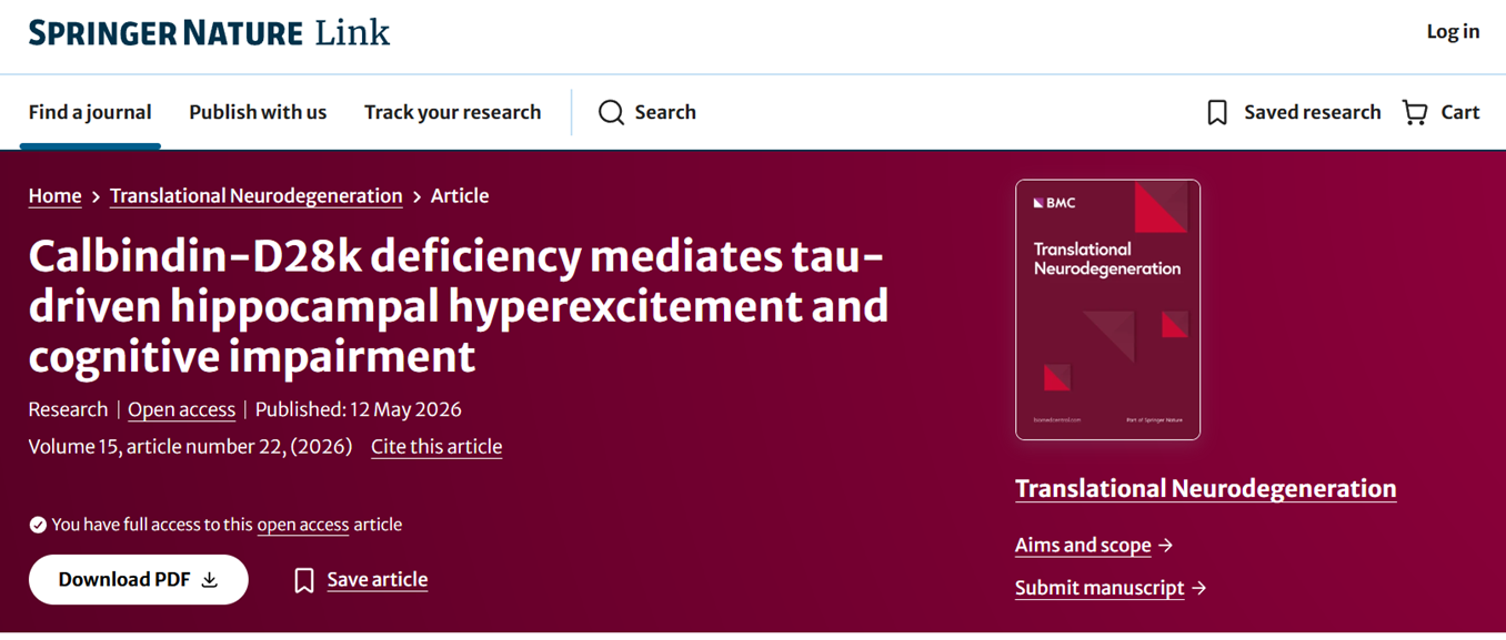 Calbindin‑D28k deficiency mediates tau‑driven hippocampal hyperexcitement and cognitive impairment