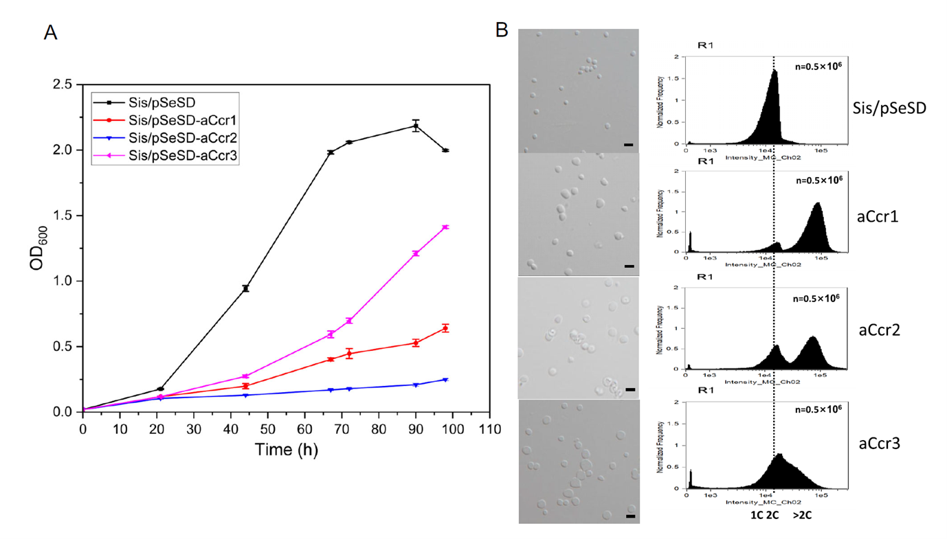 Overexpression of aCcr1, aCcr2, and aCcr3 causes growth retardation and cell enlargement