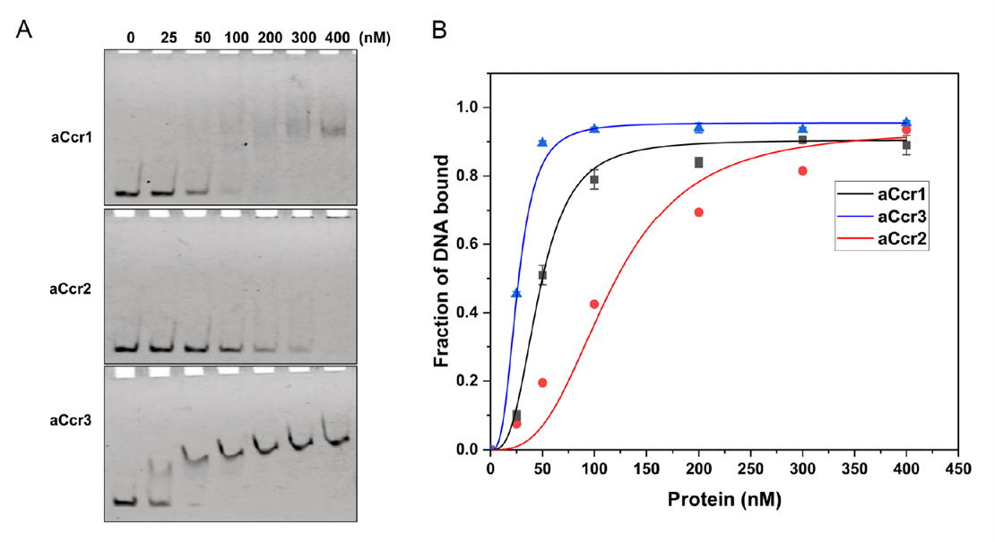 aCcr1, aCcr2, and aCcr3 show distinct binding patterns at the cdvA promoter