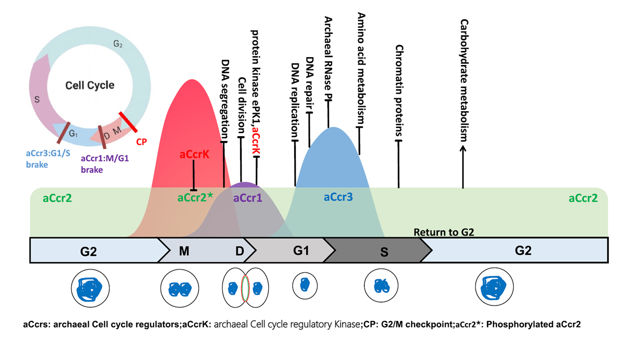 Schematic of the aCcr-mediated cell cycle regulatory model in Sulfolobales