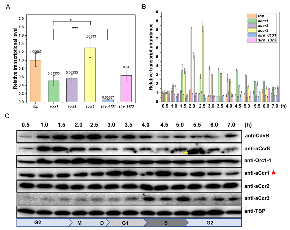 aCcr3 shows periodic expression at both the transcript and protein level, while aCcr2 does not
