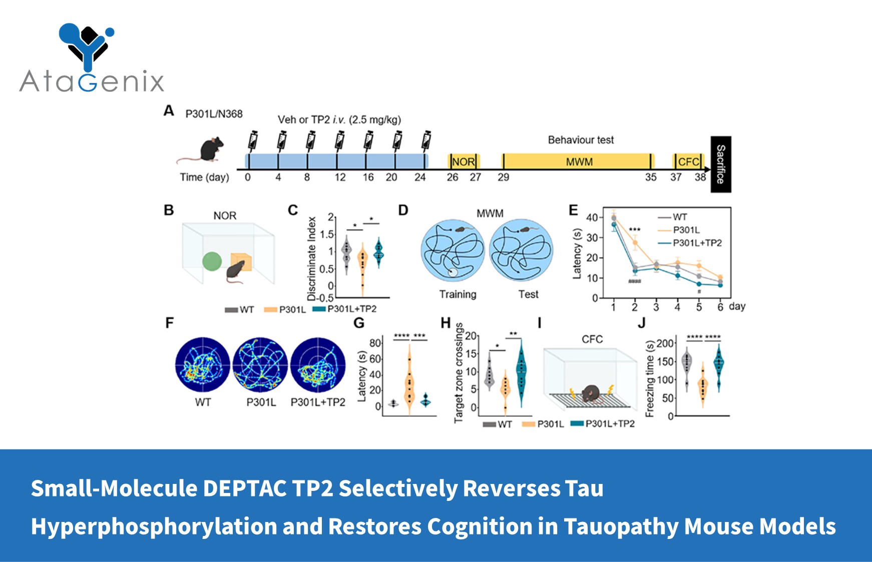 Small-Molecule DEPTAC TP2 Selectively Reverses Tau Hyperphosphorylation and Restores Cognition in Tauopathy Mouse Models