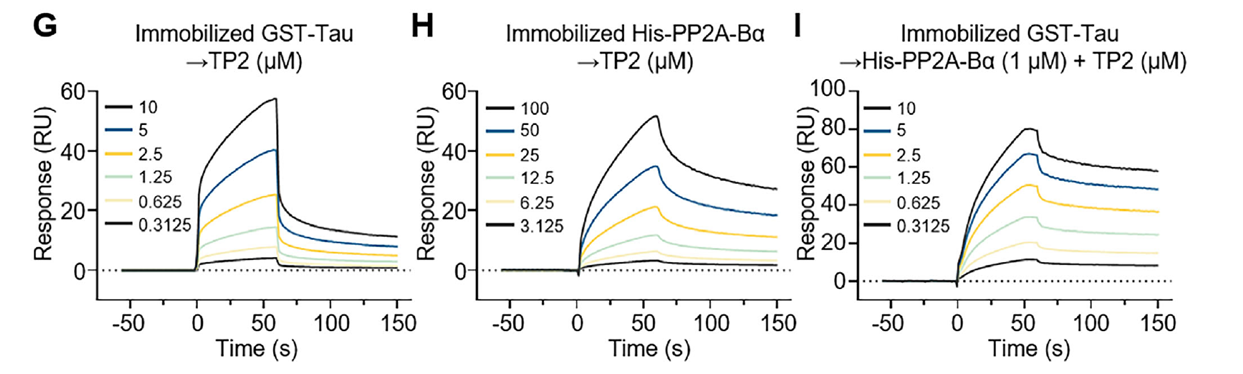 SPR characterization of TP2's direct binding to its targets and TP2-induced ternary complex formation