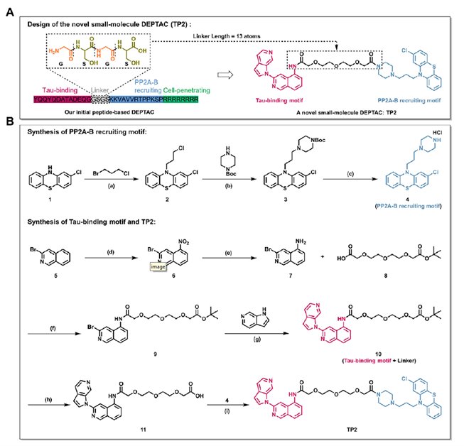 Design and synthesis of TP2
