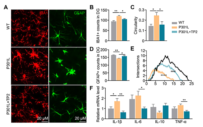 Effect of TP2 treatment on microglial activation and astrocyte atrophy in P301L mice