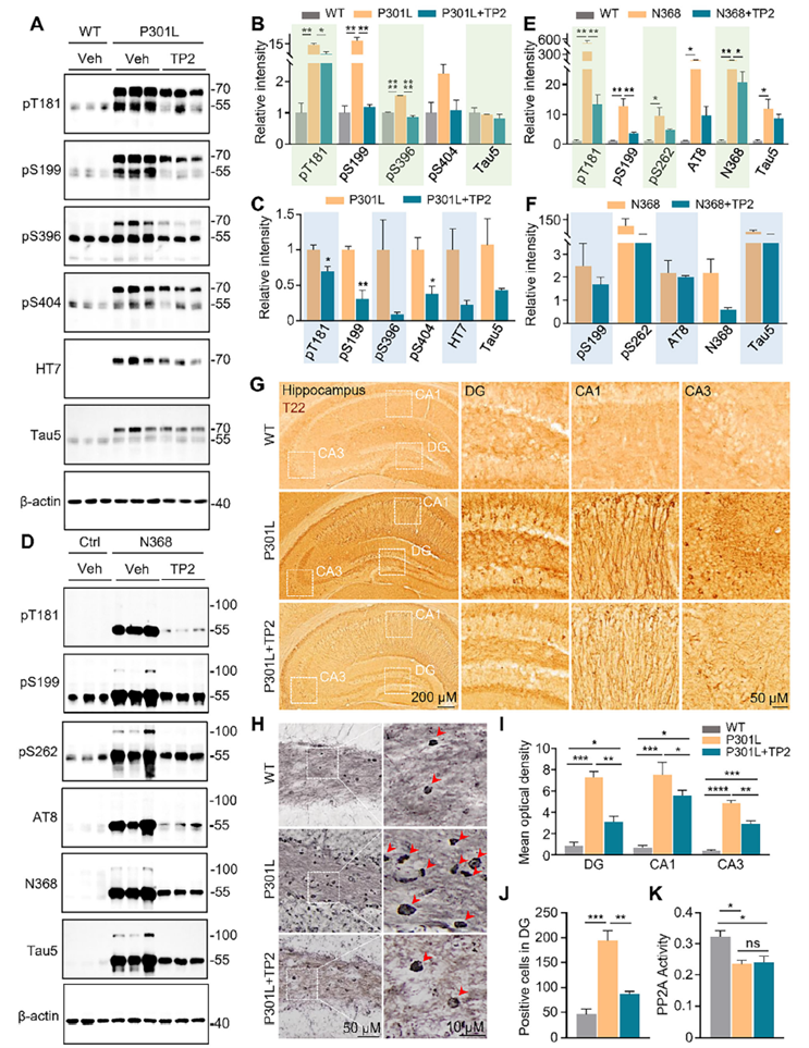 TP2 effectively reduces hyperphosphorylated, oligomeric, and aggregated Tau