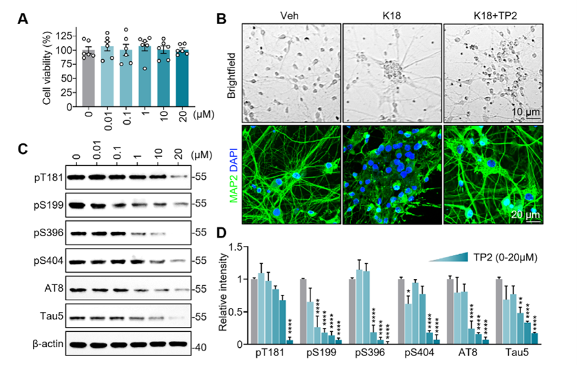 TP2 effectively reduces Tau phosphorylation and rescues K18-induced neurotoxicity in primary neurons