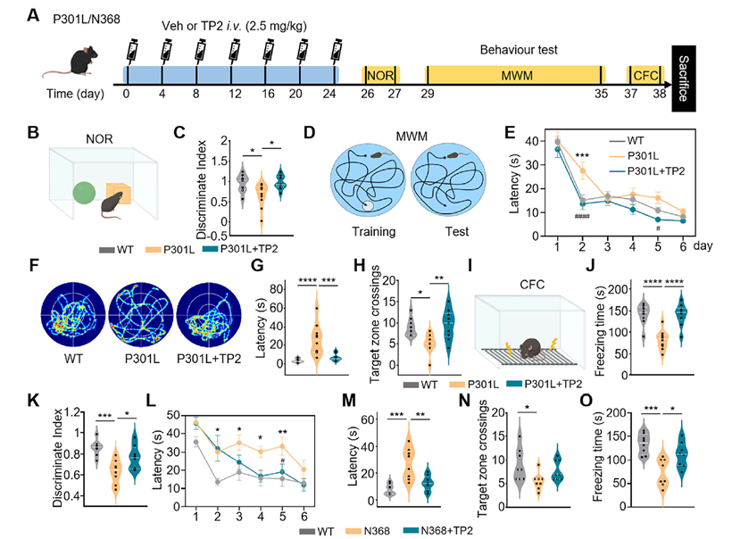 TP2 administration improves cognitive deficits in P301L and AAV-hTau-N368 mouse models