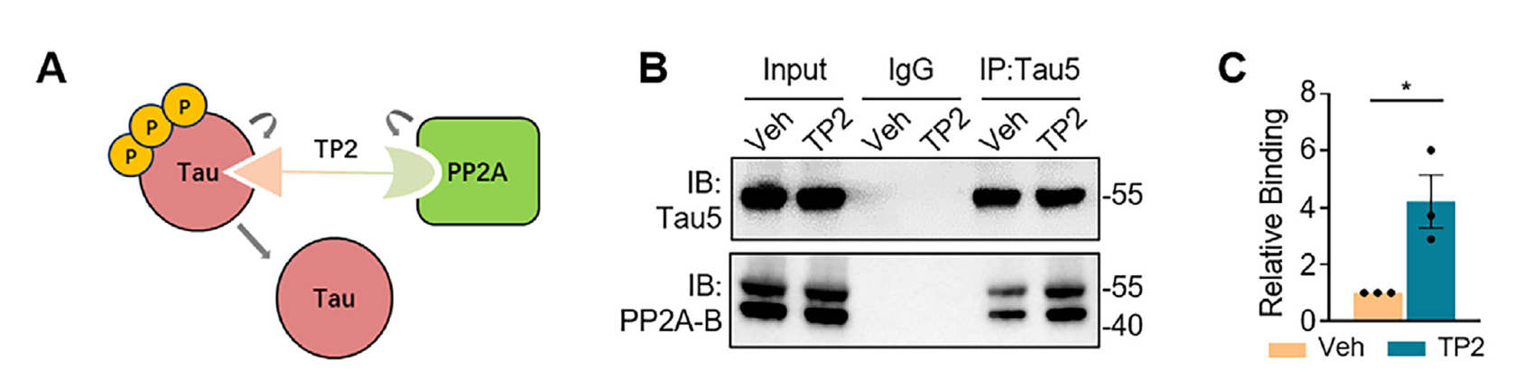 Assessing the interaction between endogenous Tau and PP2A-Bα by Co-IP