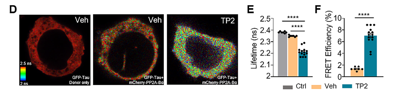 FLIM-FRET experiments performed in live HEK293 cells